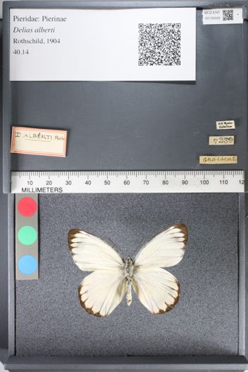 Media type: image;   Entomology 130043